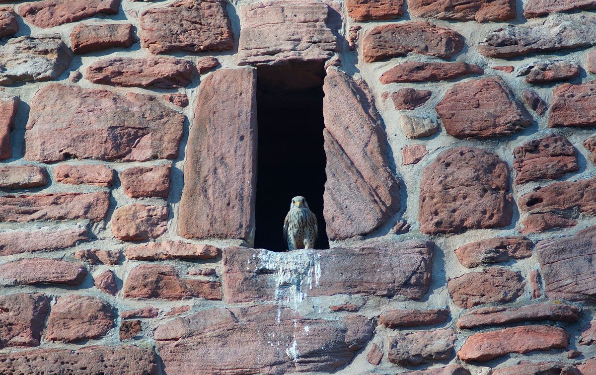 Horst der Falke schaut aus dem Turm