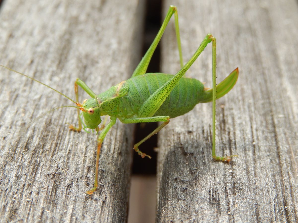 Sprinkhaan in de tuin