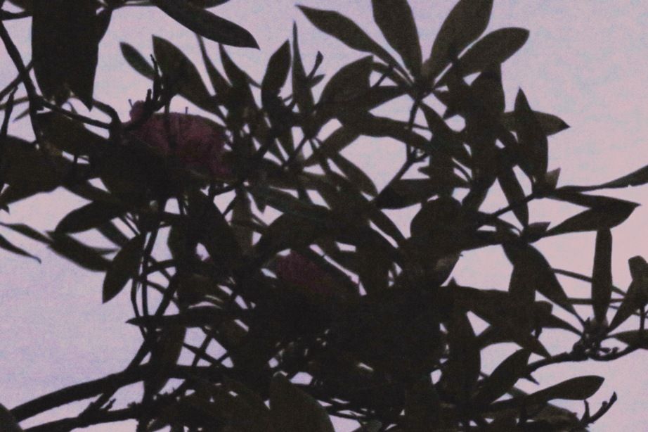 Portugal - The two last rhododendron flowers in my garden