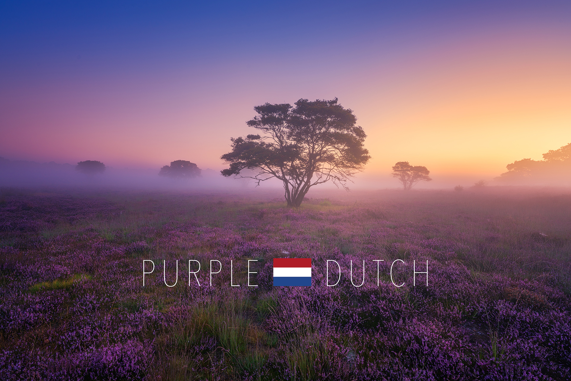 Purple Dutch