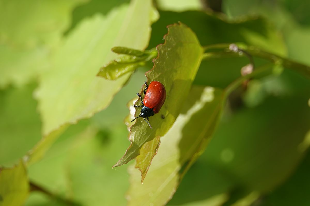 Käfer