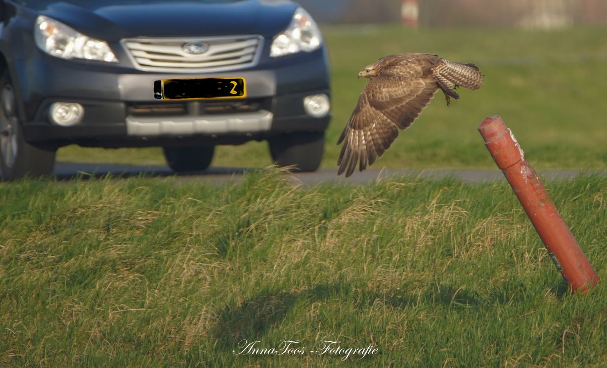 Buizerd