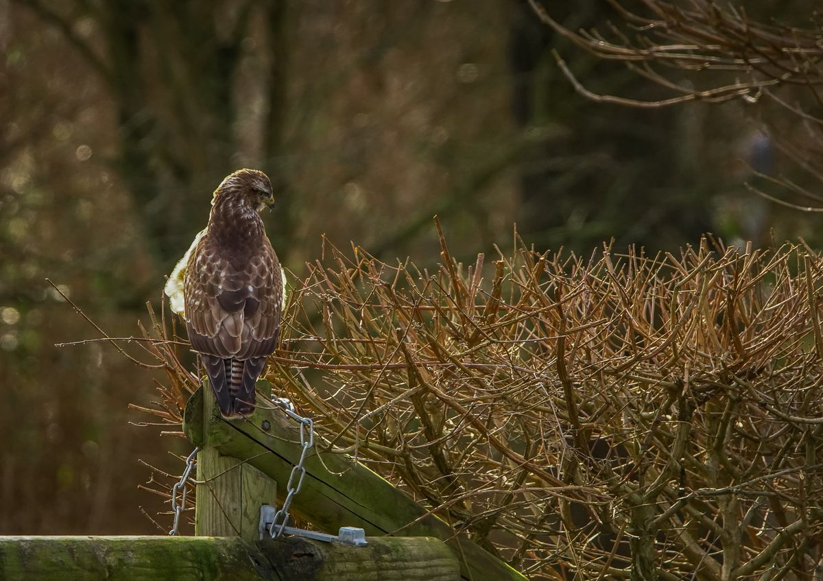 Buizerd met tegenlicht