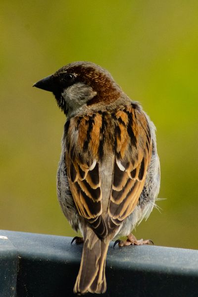 Spatz von Hinten, nach links schauend. a7 III mit Tamron AF 70-300mm f/4-5.6 Di Macro