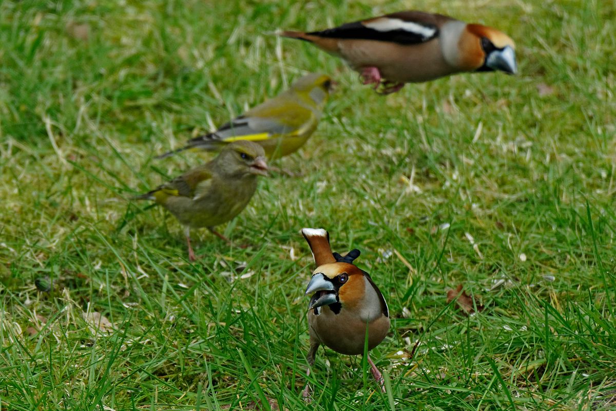 (Coccothraustes coccothraustes) und (Carduelis chloris)