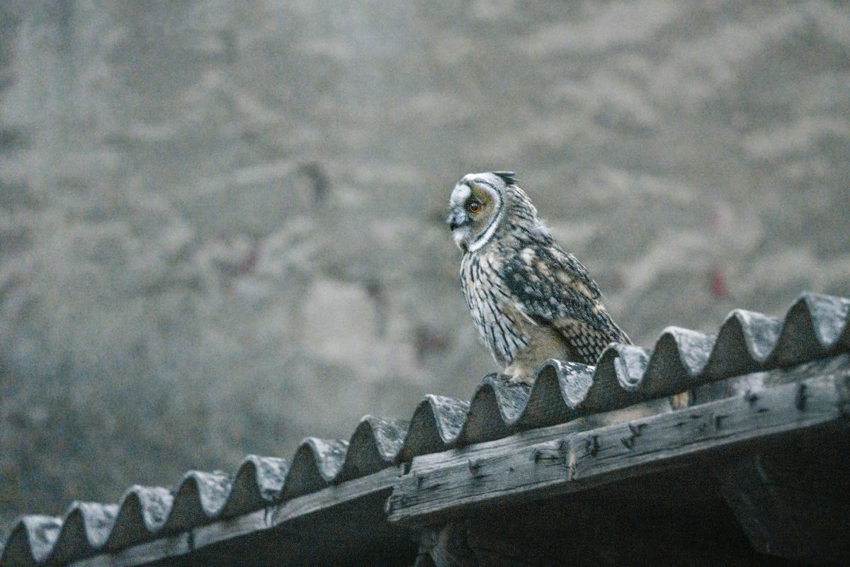 Eulenphoto nach bearbeitung von Ingars30, startend vom RAW der ISO 3200 Aufnahme