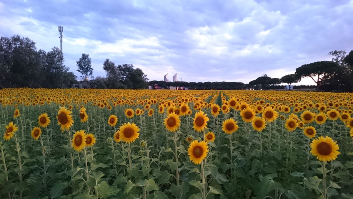 Sunflowers in Jesolo