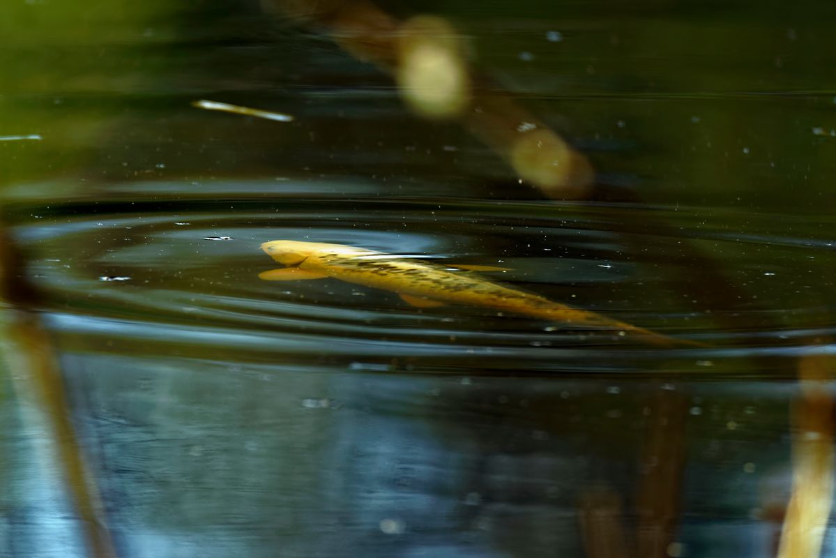 Das Camouflage / orangefarbenem Nessie, vom Huilmanns Mörken