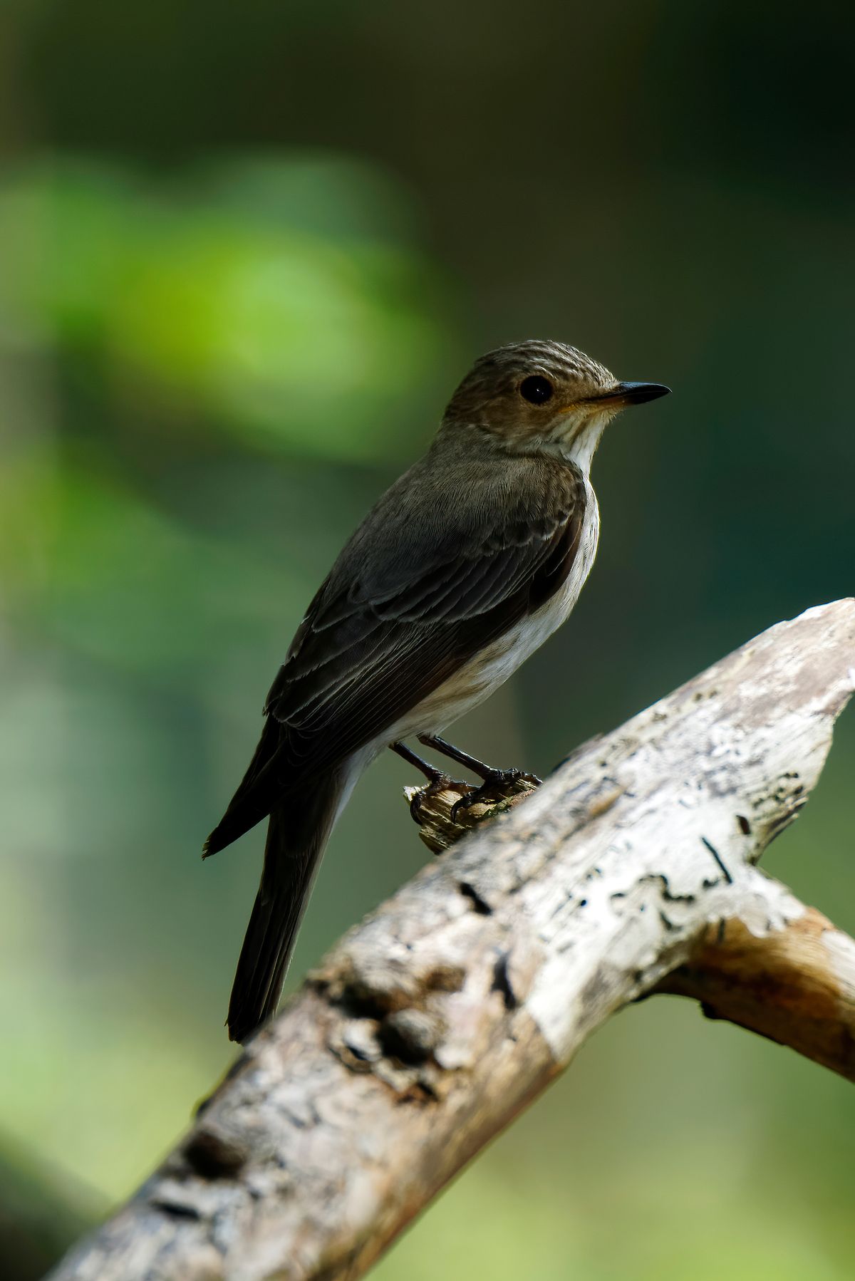 Der Grauschnäpper ( Part 1 ) gehört zur Familie der Fliegenschnäpper und der Wissenschaftlicher Name lautet: Muscicapa striata