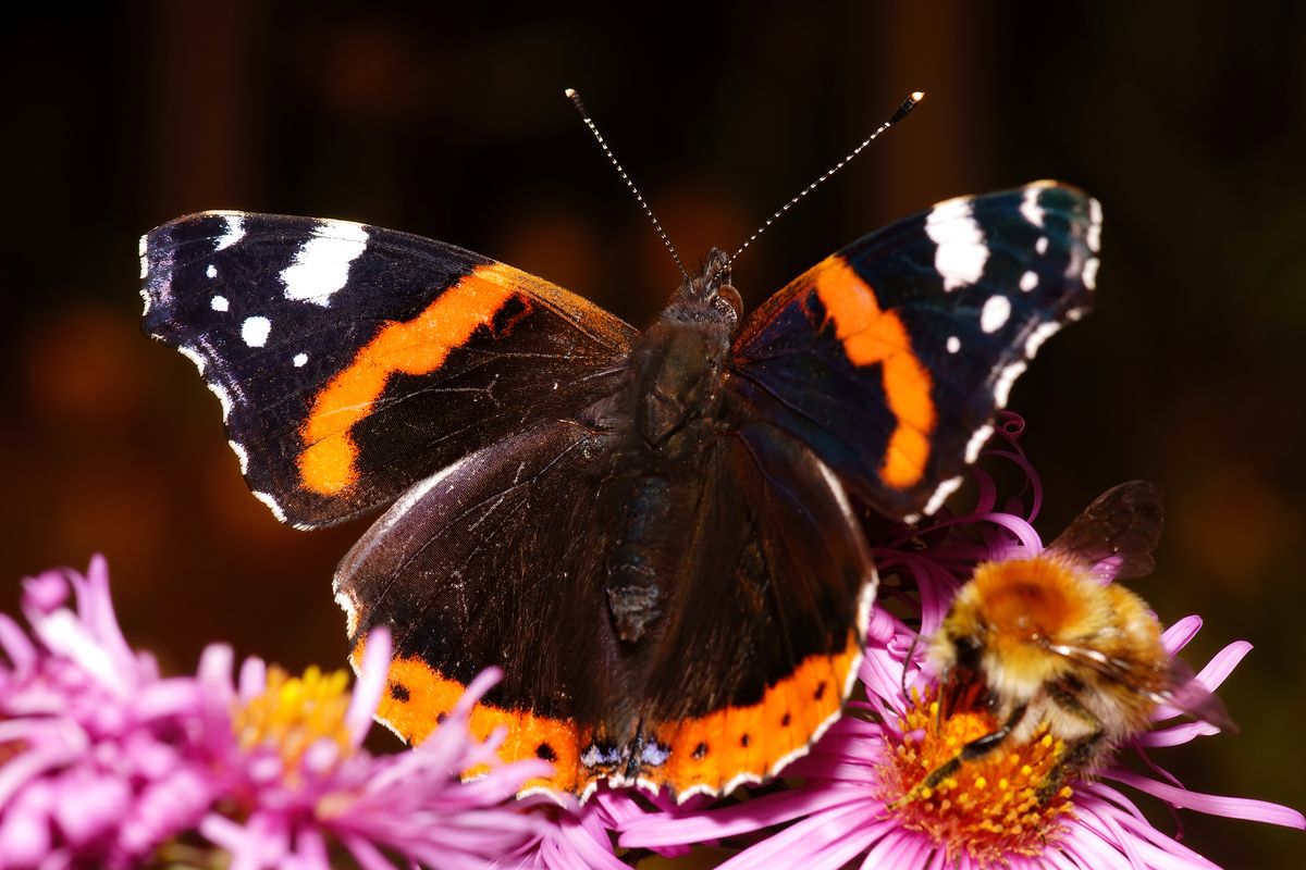 Ein Admiral (Vanessa atalanta) zusammen mit einer Hummel