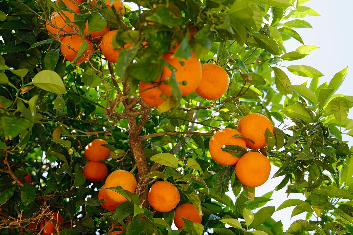 Orange, Orangen auf einen Orangenbaum in der Innerstadt von Patras