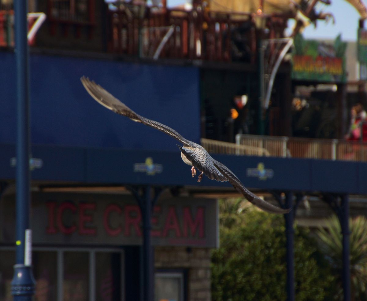 230205 - Swanage with oldies (45)a.jpg