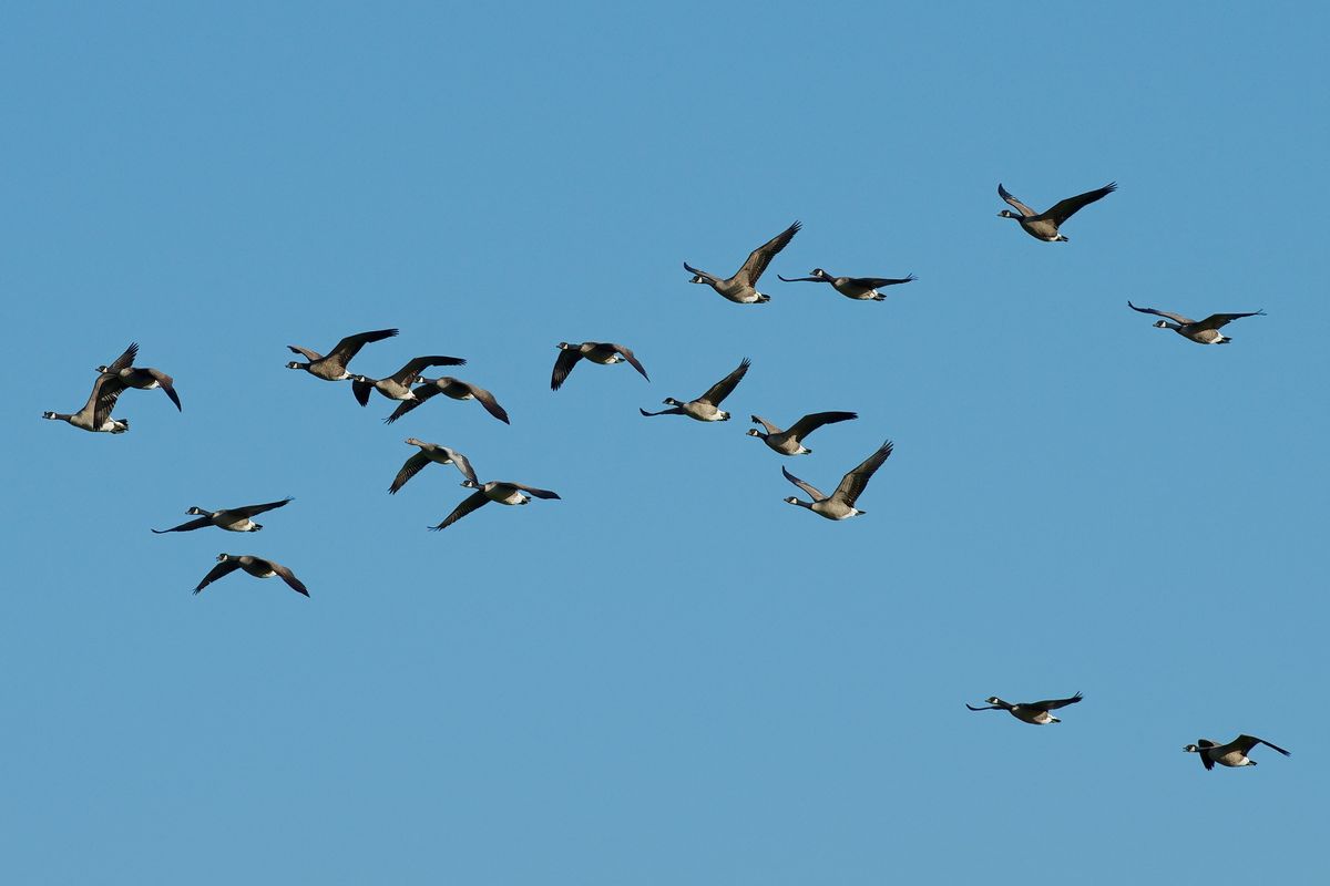 Eine Graugans fliegt in einen Schwarm Kanadagänse mit! Der Wissenschaftlicher Name der Kanadagans lautet: Branta canadensis