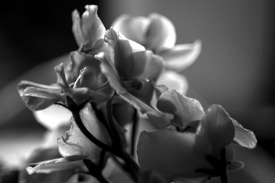 DSC01243+.jpg