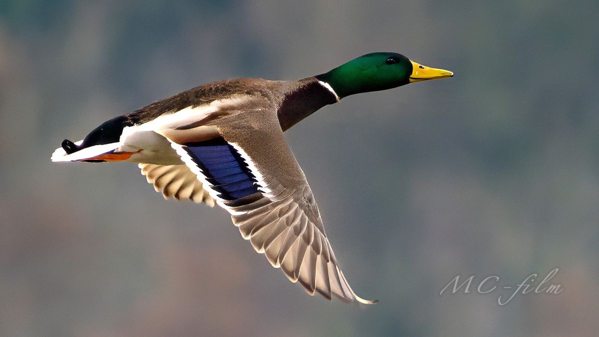 Kachna divoká (Anas platyrhynchos)