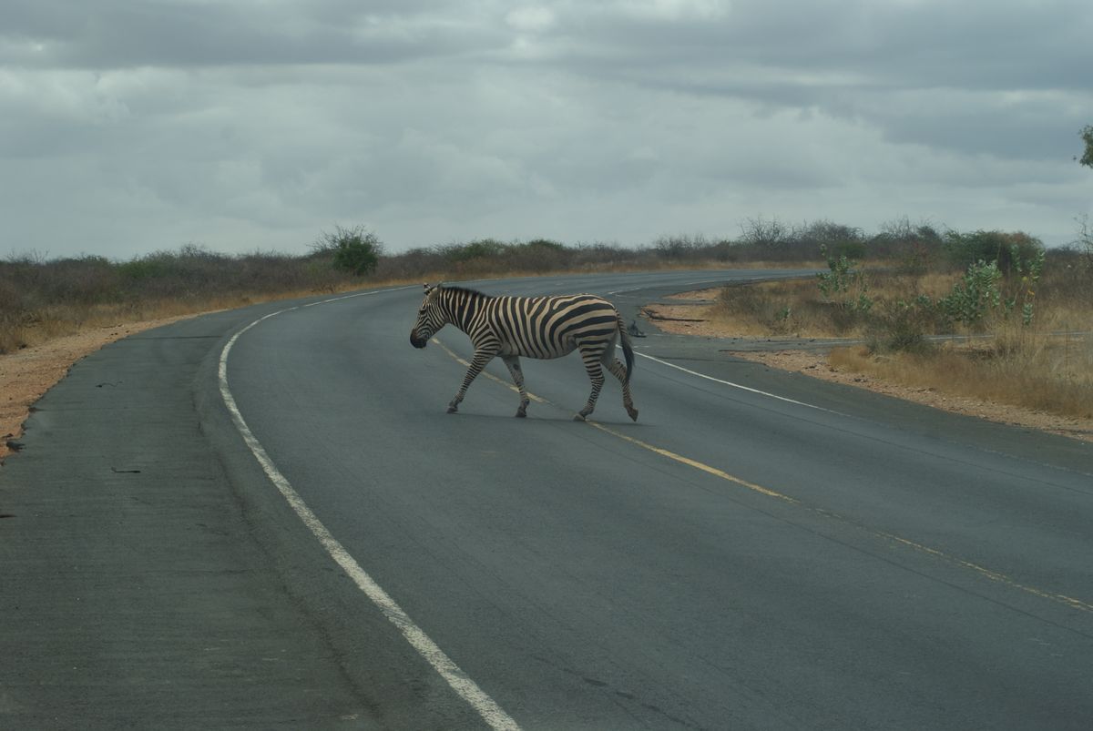 A real zebra crossing